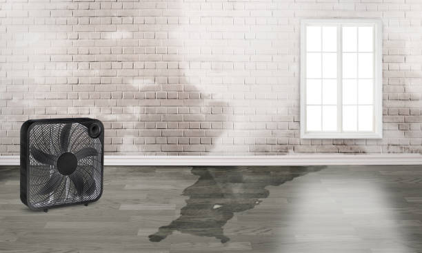 Best Water damage cleanup near me  in Sigourney, IA